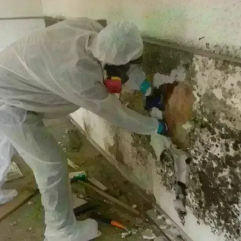 Mold Remediation and Removal in Krugerville, TX